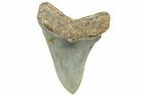 Serrated, Fossil Megalodon Tooth - North Carolina #328837-1